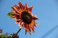 A Terracotta Warrior - Terracotta Sunflower Royalty Free Stock Photo