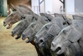 Terracotta Warriors, Xian, Shaanxi Province, China: Statues of horses in the Terracotta Army. Royalty Free Stock Photo