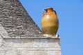 Terracotta water jug. Alberobello. Apulia.