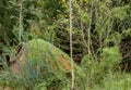 Terracotta water urn in overgrown deserted garden