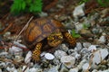 Terrapene carolina eastern box turtle