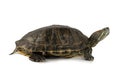 Terrapin Royalty Free Stock Photo