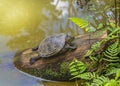 A terrapin Arrau turtle resting and sunbathing on a log