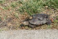 Terrapin in Crossing Sidewal in Avalon, New Jersey Royalty Free Stock Photo