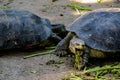 Terrapin is eating Royalty Free Stock Photo