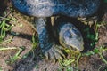 Terrapin is eating Royalty Free Stock Photo