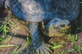 Terrapin is eating Royalty Free Stock Photo