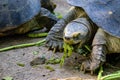 Terrapin is eating Royalty Free Stock Photo