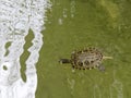 Terrapin in the Moat Around the Bandstand in Tavira