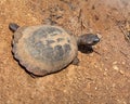 Helmeted Terrapin