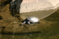 Terrapin in Ranthambore NP Royalty Free Stock Photo