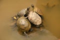 Terrapin By Pond - Botanical Gardens, Singapore