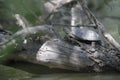 Terrapin resting on tree stump