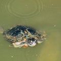 Terrapin Surfacing Royalty Free Stock Photo