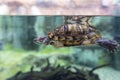 Terrapin Royalty Free Stock Photo