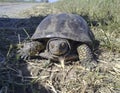 terrapin. The turtle creeps on a grass in search of reservoirs