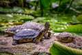 Terrapins lie on a rock in the water. Royalty Free Stock Photo