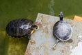 Terrapins in the Moat Around the Bandstand in Tavira Royalty Free Stock Photo