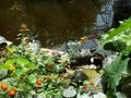 Terrapins and red flowers