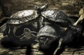 Terrapins - stacked on top of each other Royalty Free Stock Photo