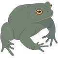 Terraqueous animal, green toad vector illustration