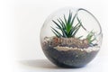 Terrarium against background Royalty Free Stock Photo