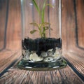 Terrarium bottle decorated with small trees Royalty Free Stock Photo