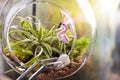 A terrarium bottle Royalty Free Stock Photo