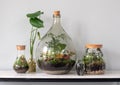 Terrarium ecosystems Royalty Free Stock Photo