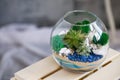 Terrarium with flowers in home and office interiors. Ornamental plants in a glass sphere. Succulents.