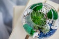 Terrarium with flowers in home and office interiors. Ornamental plants in a glass sphere. Succulents.
