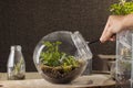 Terrarium Royalty Free Stock Photo