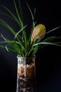 Terrarium made in a jar with bromeliad plants