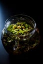 Terrarium made in a jar with carnivore plants Royalty Free Stock Photo