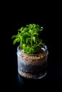 Terrarium made in a jar with succulent plants