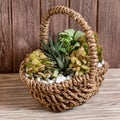 Terrarium plant in a basket