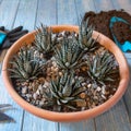Terrarium plant in the ceramic pot Royalty Free Stock Photo