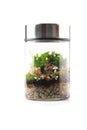 Terrarium plant mini garden