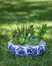 Terrarium plant with succulent, cactus in ceramic pot Royalty Free Stock Photo