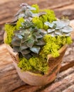 Terrarium plant with succulent Royalty Free Stock Photo