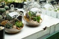 Terrarium plants Royalty Free Stock Photo