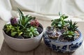 Terrarium plants in a ceramic pot Royalty Free Stock Photo