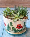 Terrarium plant in the ceramic pot Royalty Free Stock Photo