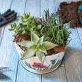 Terrarium plant in the decorated ceramic pot