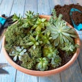 Terrarium plant in the ceramic pot Royalty Free Stock Photo