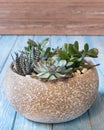 Terrarium plant in the ceramic pot Royalty Free Stock Photo