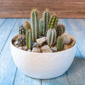 Terrarium plant in the white ceramic pot