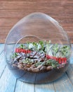 Terrarium, plant glass