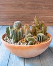 Terrarium plant in the red ceramic pot Royalty Free Stock Photo