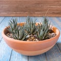 Terrarium plant in the red ceramic pot Royalty Free Stock Photo